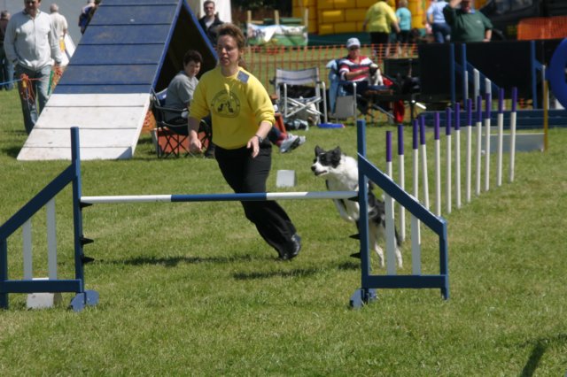 marydaisydoingagility.jpg