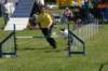 marydaisydoingagility_small.jpg